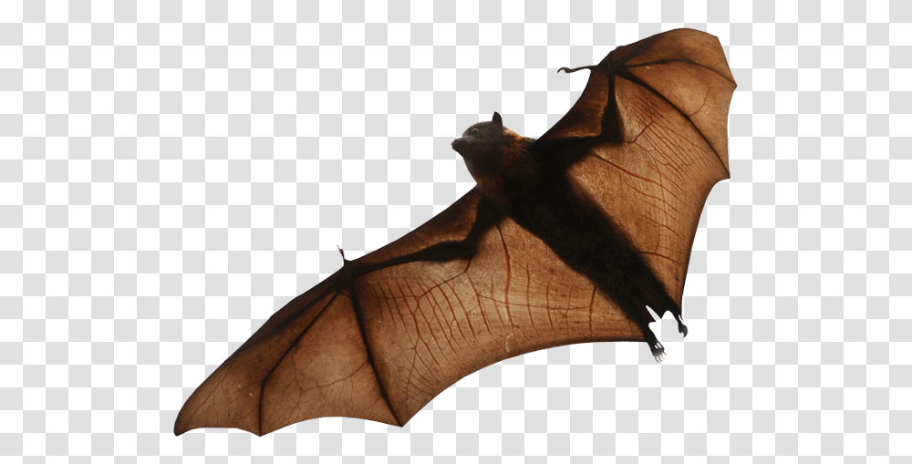 Bat, Animals, Leaf, Plant, Wildlife Transparent Png