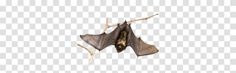 Bat, Animals, Mammal, Wildlife, Horse Transparent Png