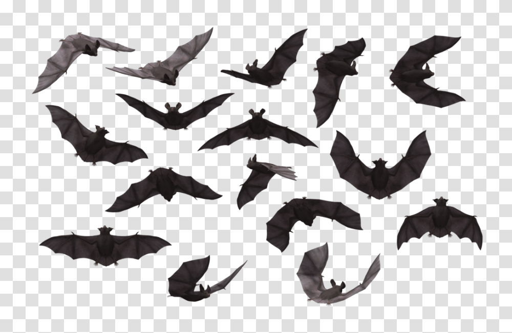 Bat, Animals, Mammal, Wildlife, Person Transparent Png