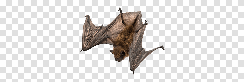 Bat, Animals, Mammal, Wildlife Transparent Png