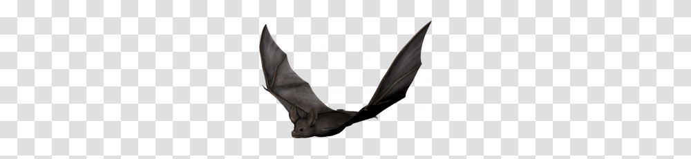 Bat, Animals, Staircase, Mammal, Person Transparent Png
