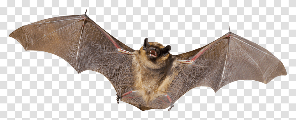 Bat, Animals, Wildlife, Mammal, Antelope Transparent Png