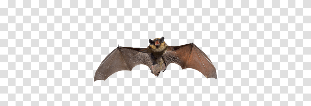 Bat, Animals, Wildlife, Mammal, Axe Transparent Png