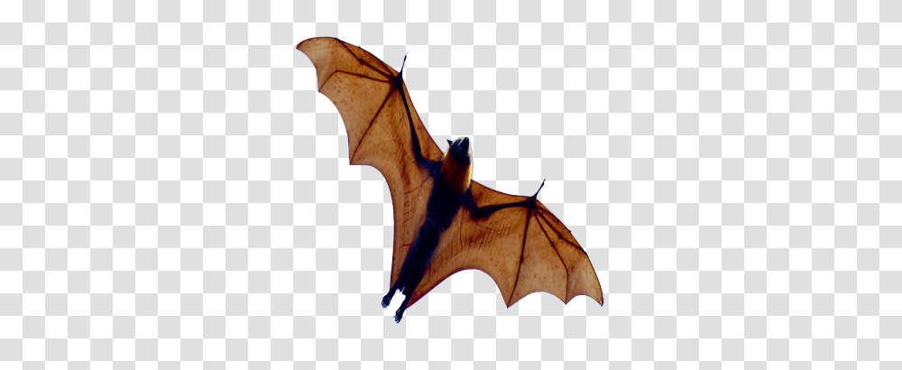 Bat, Animals, Wildlife, Mammal, Horse Transparent Png