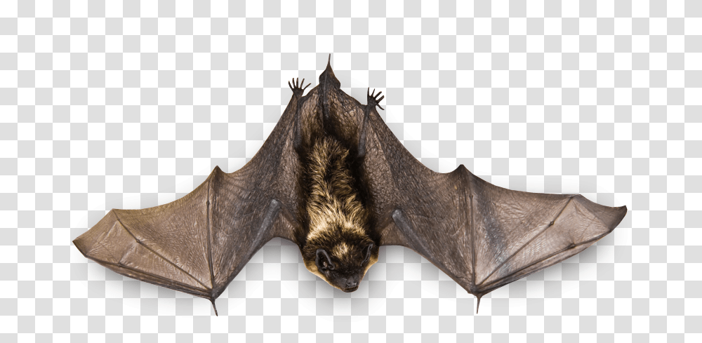 Bat, Animals, Wildlife, Mammal, Horse Transparent Png