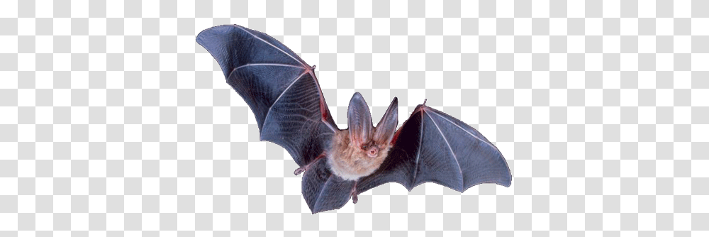 Bat, Animals, Wildlife, Mammal, Person Transparent Png