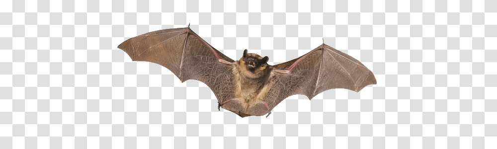 Bat, Animals, Wildlife, Mammal Transparent Png