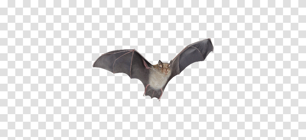 Bat, Animals, Wildlife, Mammal Transparent Png