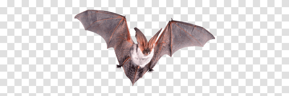 Bat, Animals, Wildlife, Mammal Transparent Png