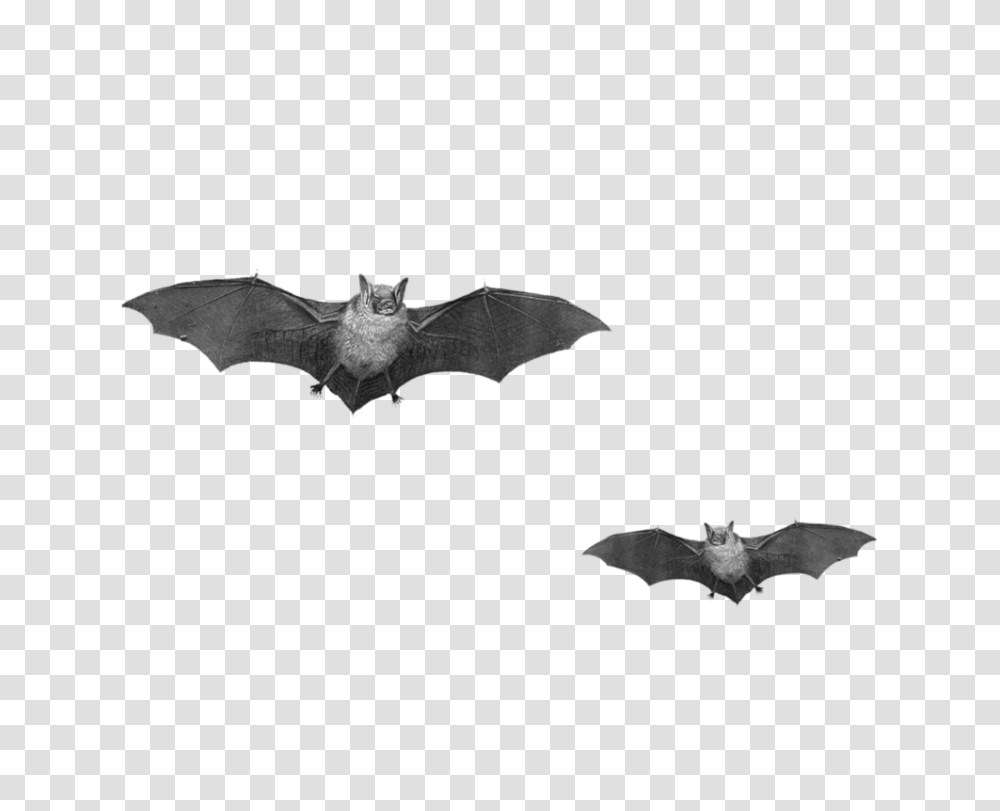 Bat, Animals, Wildlife, Mammal Transparent Png