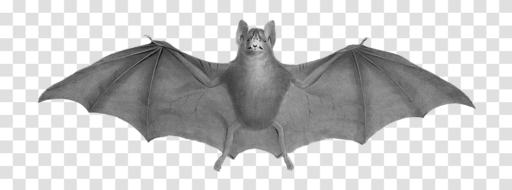 Bat Clipart 19th Century Bat, Wildlife, Animal, Mammal, Tent Transparent Png