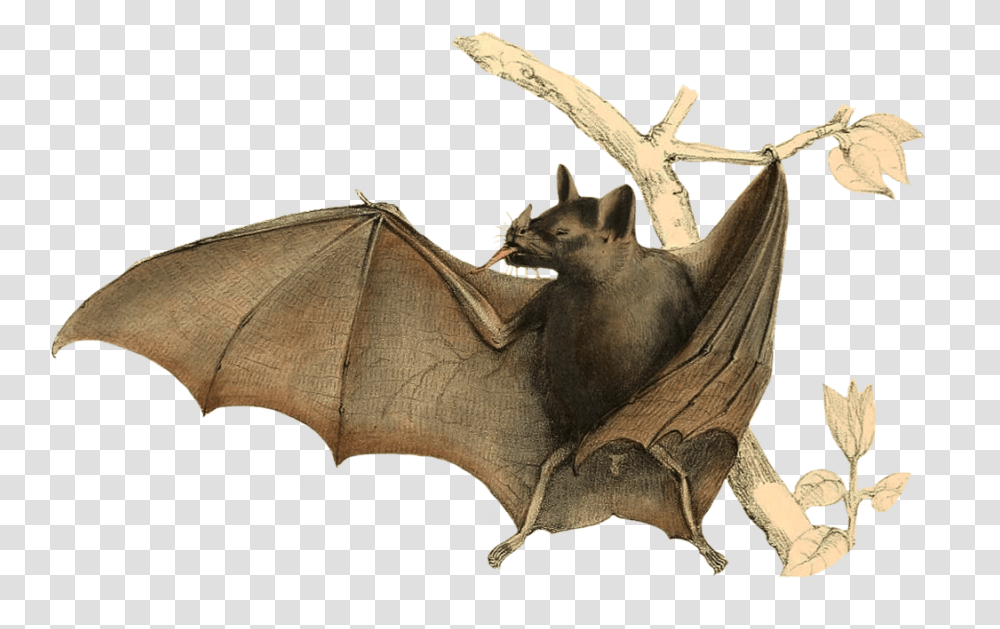 Bat Clipart Folded Bat Wings Drawing, Animal, Wildlife, Mammal Transparent Png