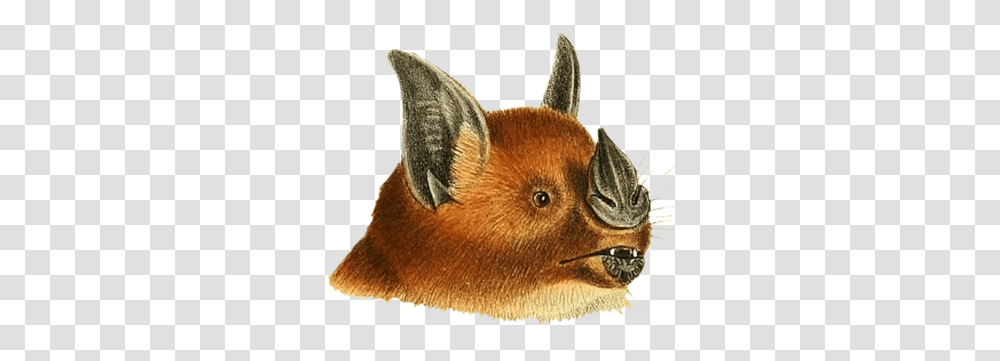 Bat Clipart Vampire Bat, Wildlife, Animal, Mammal Transparent Png