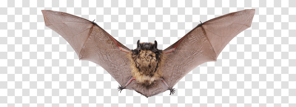 Bat Images Brown Bat, Wildlife, Animal, Mammal, Tent Transparent Png
