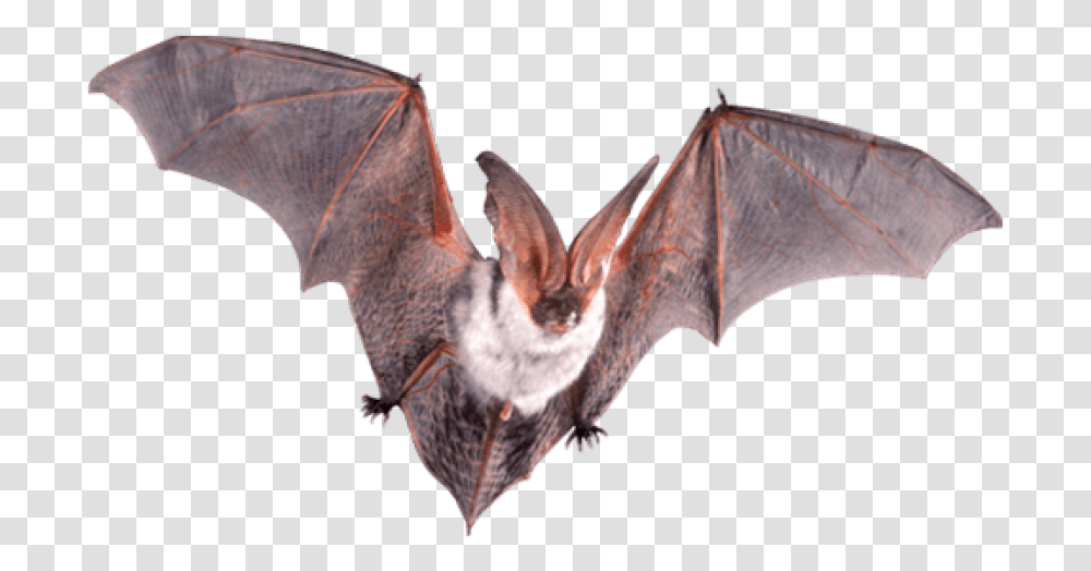 Bat Open Wings, Wildlife, Animal, Mammal, Bird Transparent Png