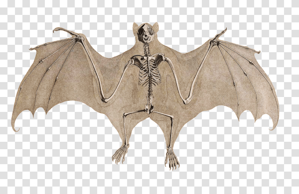 Bat Skeleton Background Upside Down Bat Clipart, Horse, Mammal, Animal Transparent Png