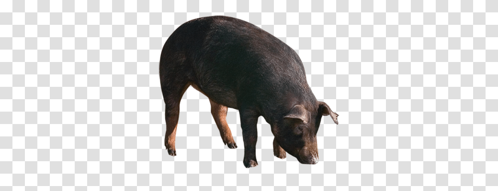 Batalle Domestic Pig, Mammal, Animal, Hog, Boar Transparent Png