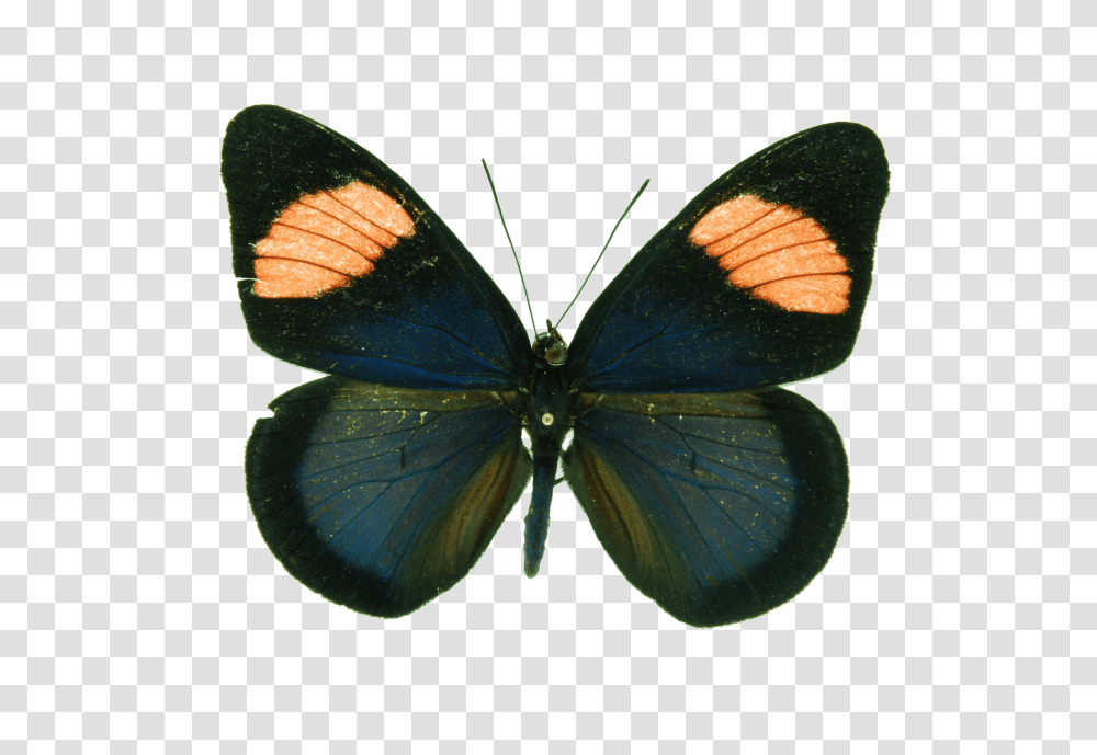 Batesia Hypochlora, Insect, Invertebrate, Animal, Butterfly Transparent Png