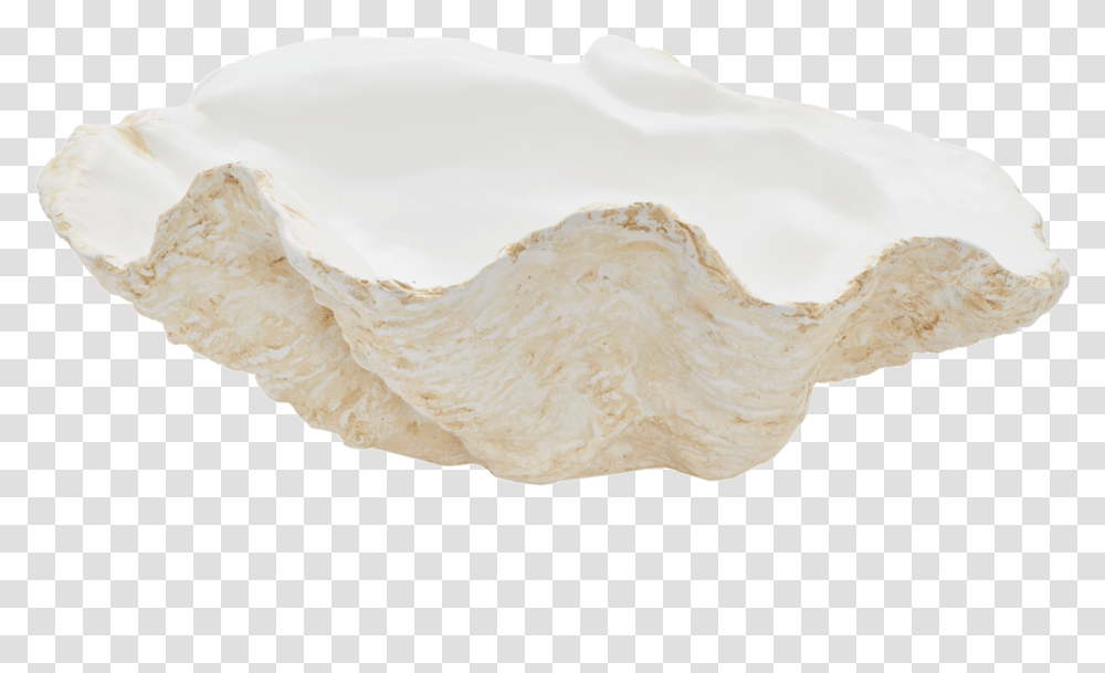 Bathroom Sink, Fungus, Clam, Seashell, Invertebrate Transparent Png