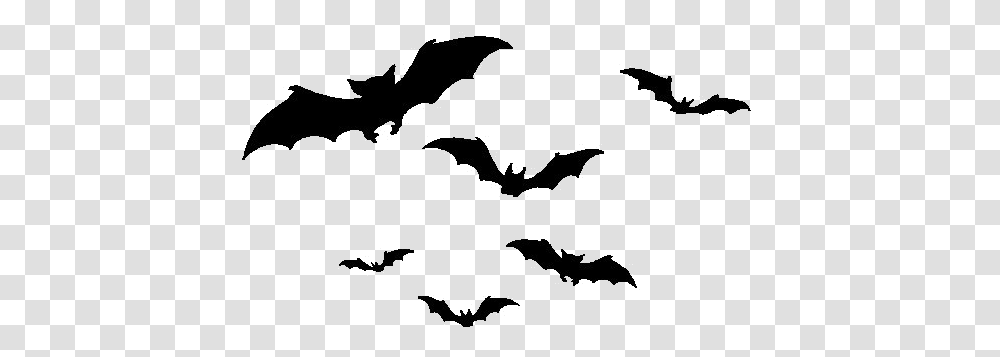 Bats, Animal, Mammal, Wildlife, Bird Transparent Png