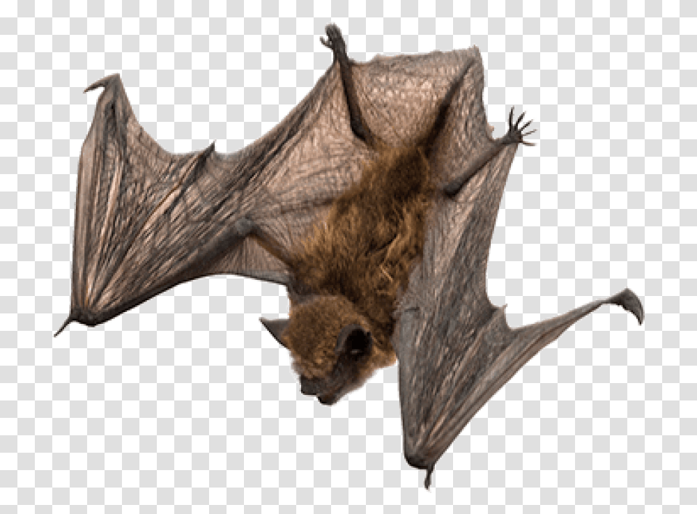 Bats Images Bat, Animal, Mammal, Wildlife Transparent Png