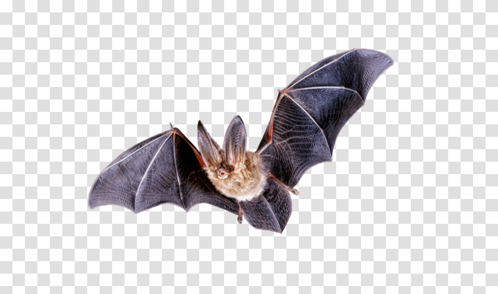 Bats Images Bat, Mammal, Animal, Wildlife, Cat Transparent Png