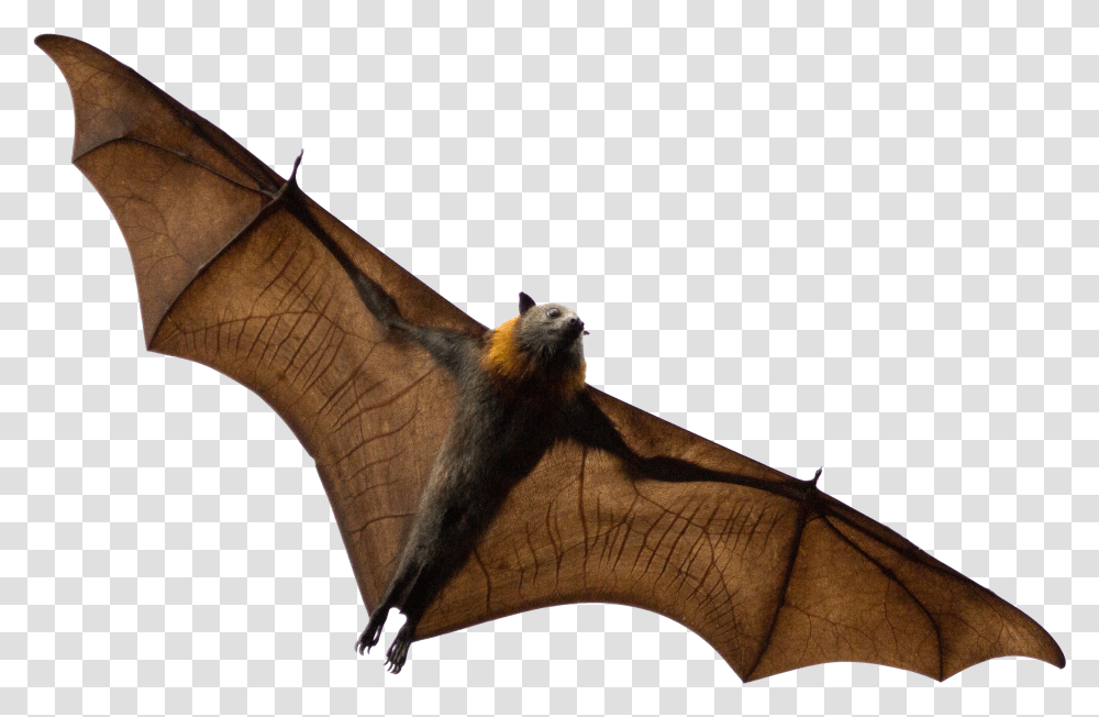 Bats Sleeping Grey Headed Flying Fox, Wildlife, Animal, Mammal, Axe Transparent Png