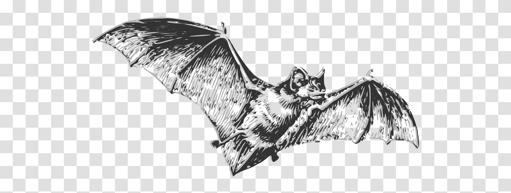 Bats - Harry Potter Lexicon Don T Eat Me Bat, Weapon, Weaponry, Blade, Dragon Transparent Png