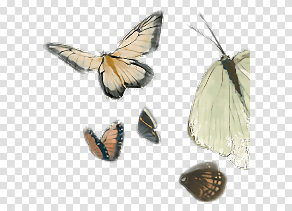 Batterfly Clipart By Naisucat Aporia, Butterfly, Insect, Invertebrate, Animal Transparent Png