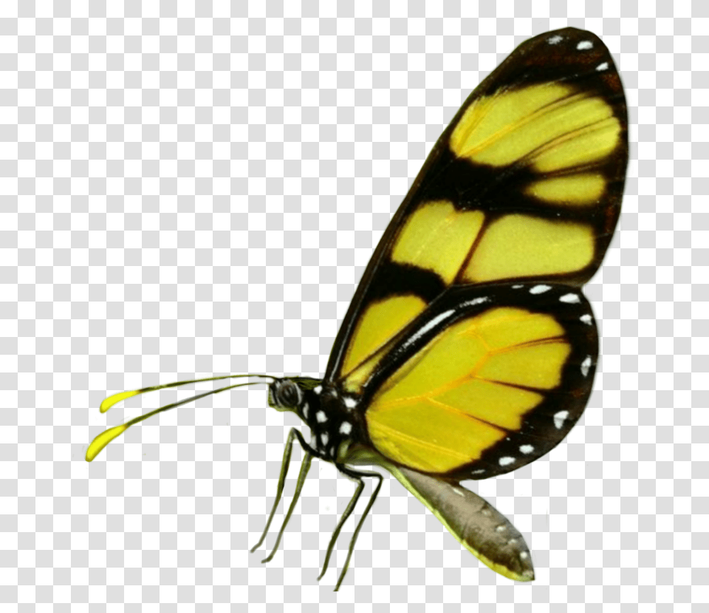 Batterfly Fly Tumblr Ftestickers Yellow Insects Brush Footed Butterfly, Invertebrate, Animal, Monarch Transparent Png