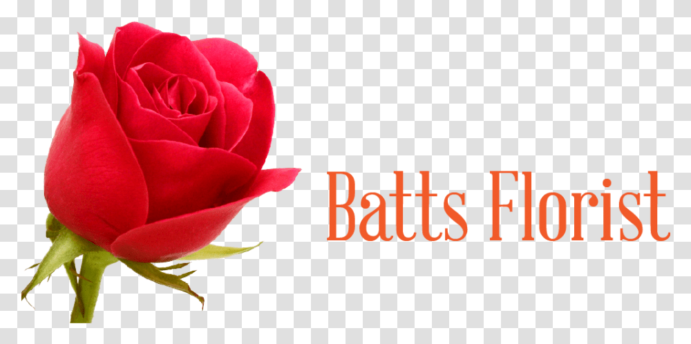 Batts Florist Floribunda, Rose, Flower, Plant, Blossom Transparent Png