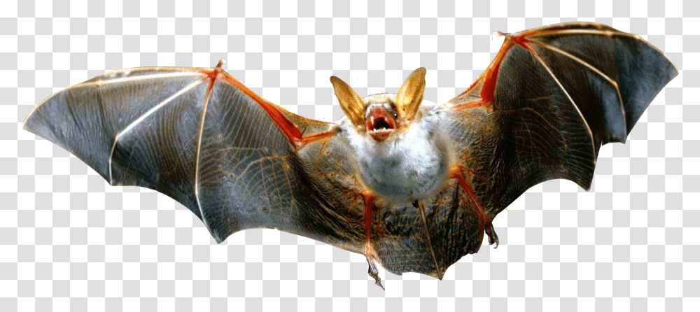 Batvampire Batwildlifelittle Brown Myotis Bat, Animal, Mammal, Bird, Fish Transparent Png
