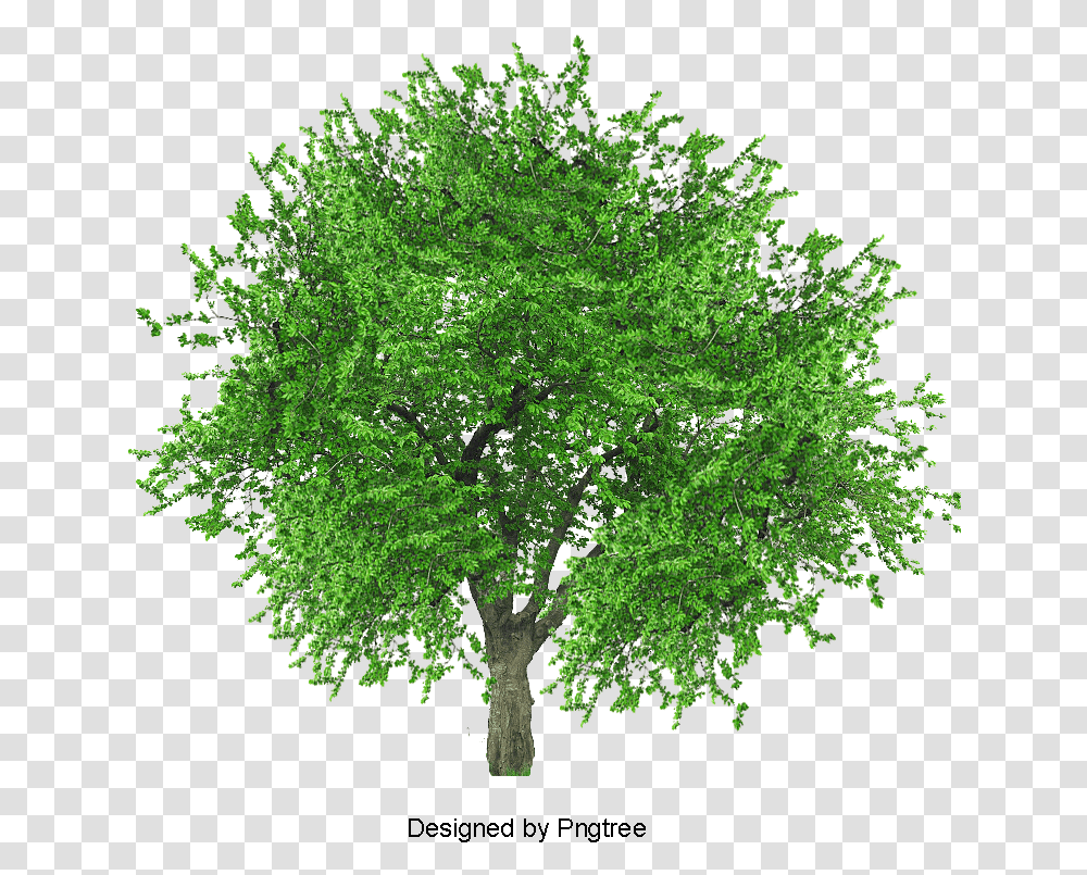 Baum, Tree, Plant, Maple, Oak Transparent Png