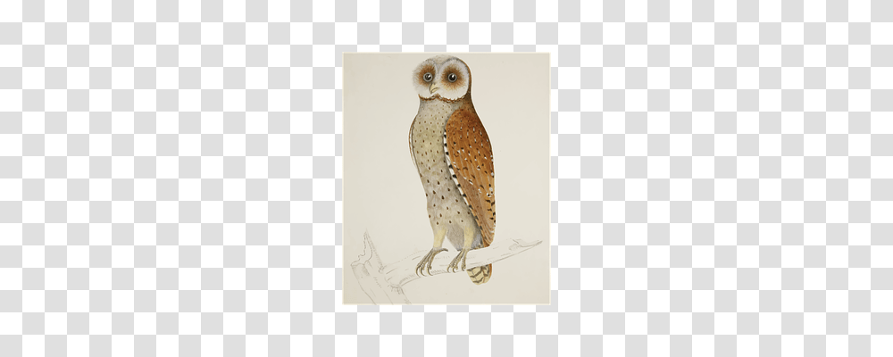 Bay Animals, Bird, Owl, Portrait Transparent Png