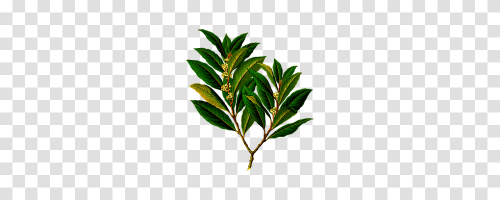Bay Technology, Plant, Leaf, Bush Transparent Png