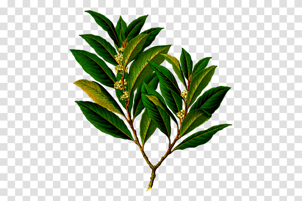 Bay Branch Edible Evergreen Food Herb Herbal Laurel Bay Leaves, Leaf, Plant, Flower, Blossom Transparent Png