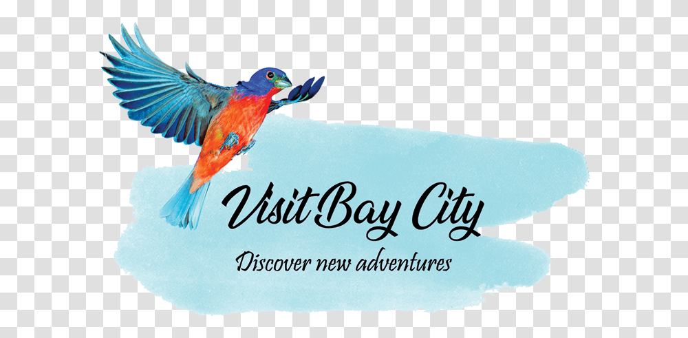 Bay City Tourism Council Coraciiformes, Bird, Animal, Bluebird, Jay Transparent Png