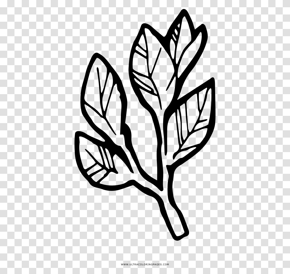 Bay Laurel Coloring, Gray, World Of Warcraft Transparent Png