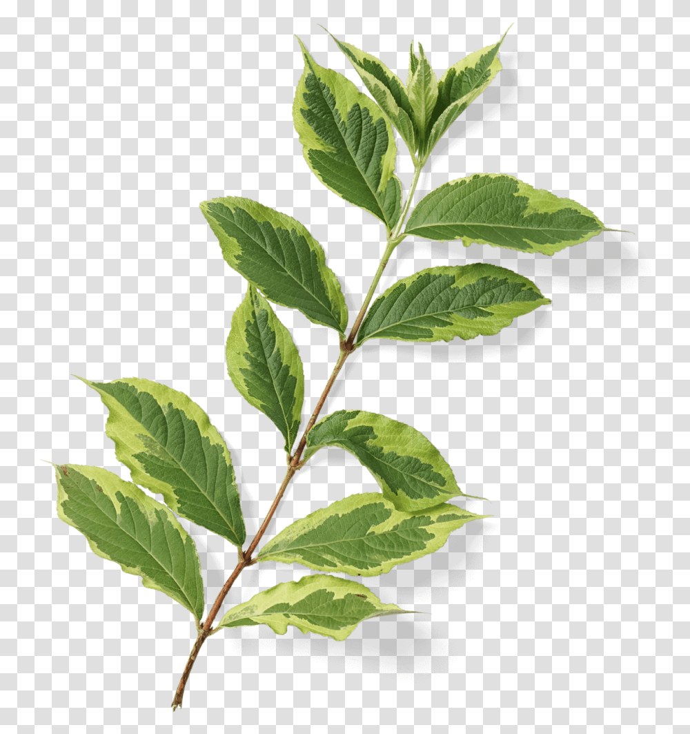 Bay Laurel, Leaf, Plant, Annonaceae, Tree Transparent Png