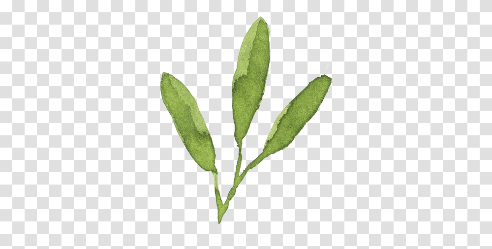 Bay Laurel, Leaf, Plant, Annonaceae, Tree Transparent Png