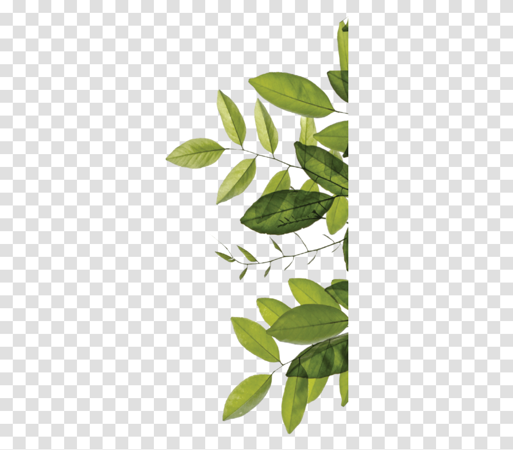 Bay Laurel, Leaf, Plant, Green, Annonaceae Transparent Png