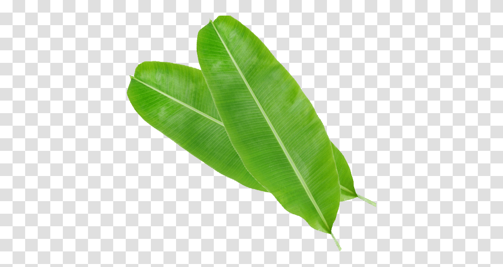 Bay Laurel, Leaf, Plant, Green, Veins Transparent Png