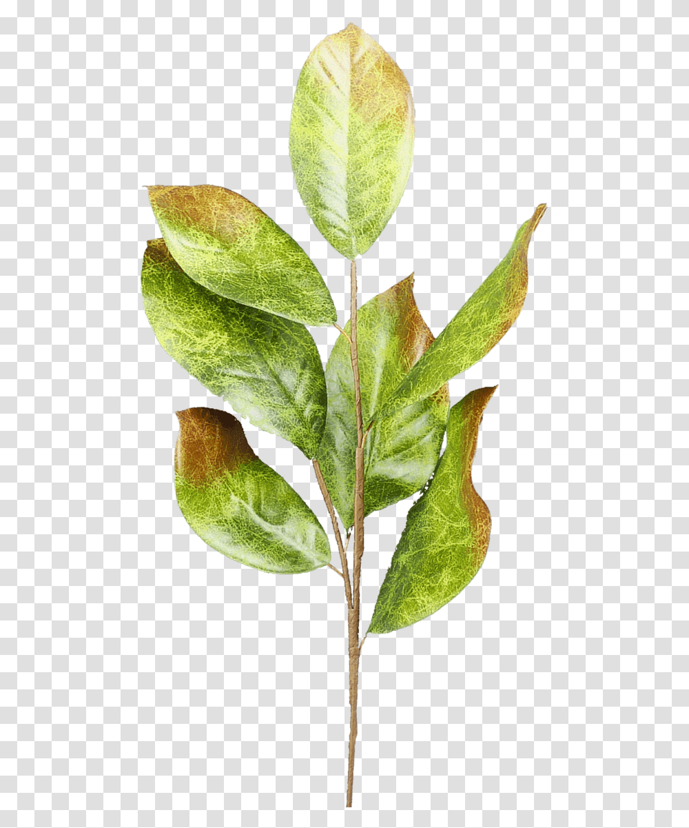 Bay Laurel, Leaf, Plant, Pineapple, Fruit Transparent Png
