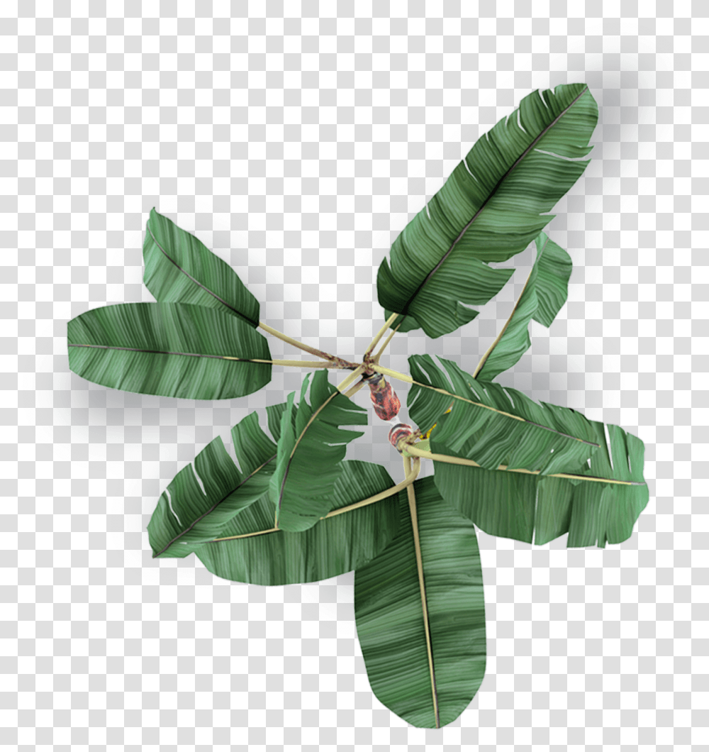 Bay Laurel, Leaf, Plant, Vegetation, Insect Transparent Png
