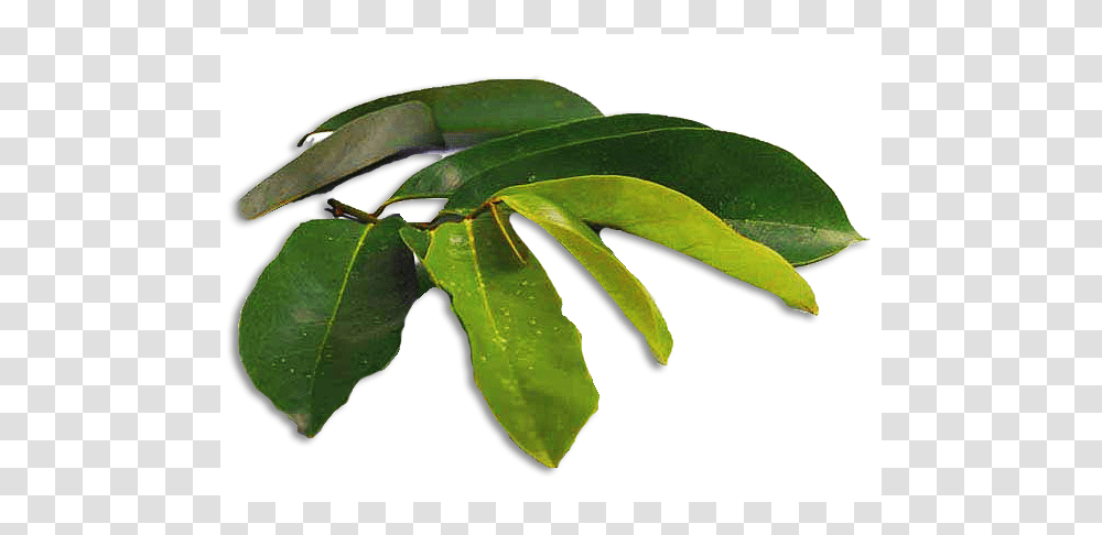 Bay Laurel, Leaf, Plant, Veins, Tree Transparent Png