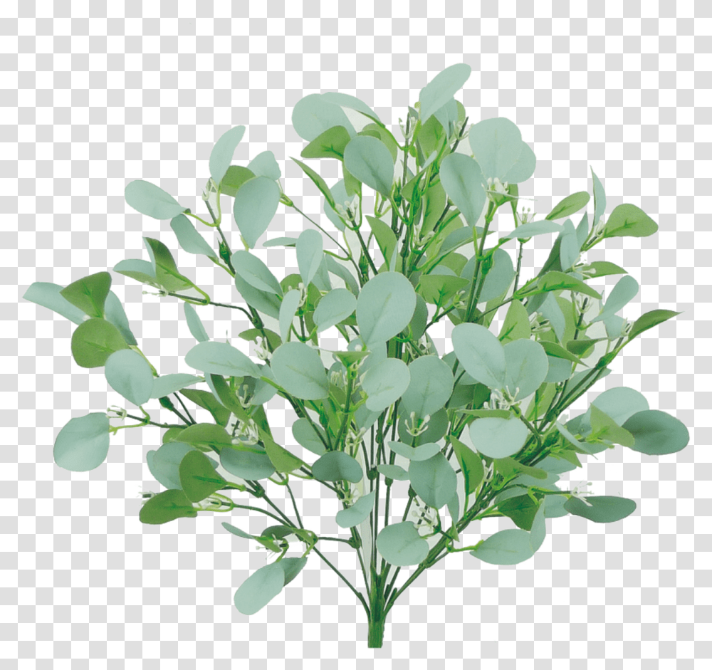 Bay Laurel, Plant, Bush, Vegetation, Leaf Transparent Png