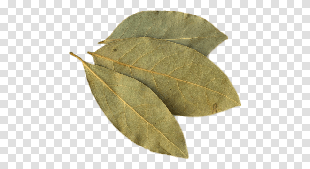 Bay Leaf Bay Leaf For Jollof Rice, Plant, Maple Leaf, Photography Transparent Png