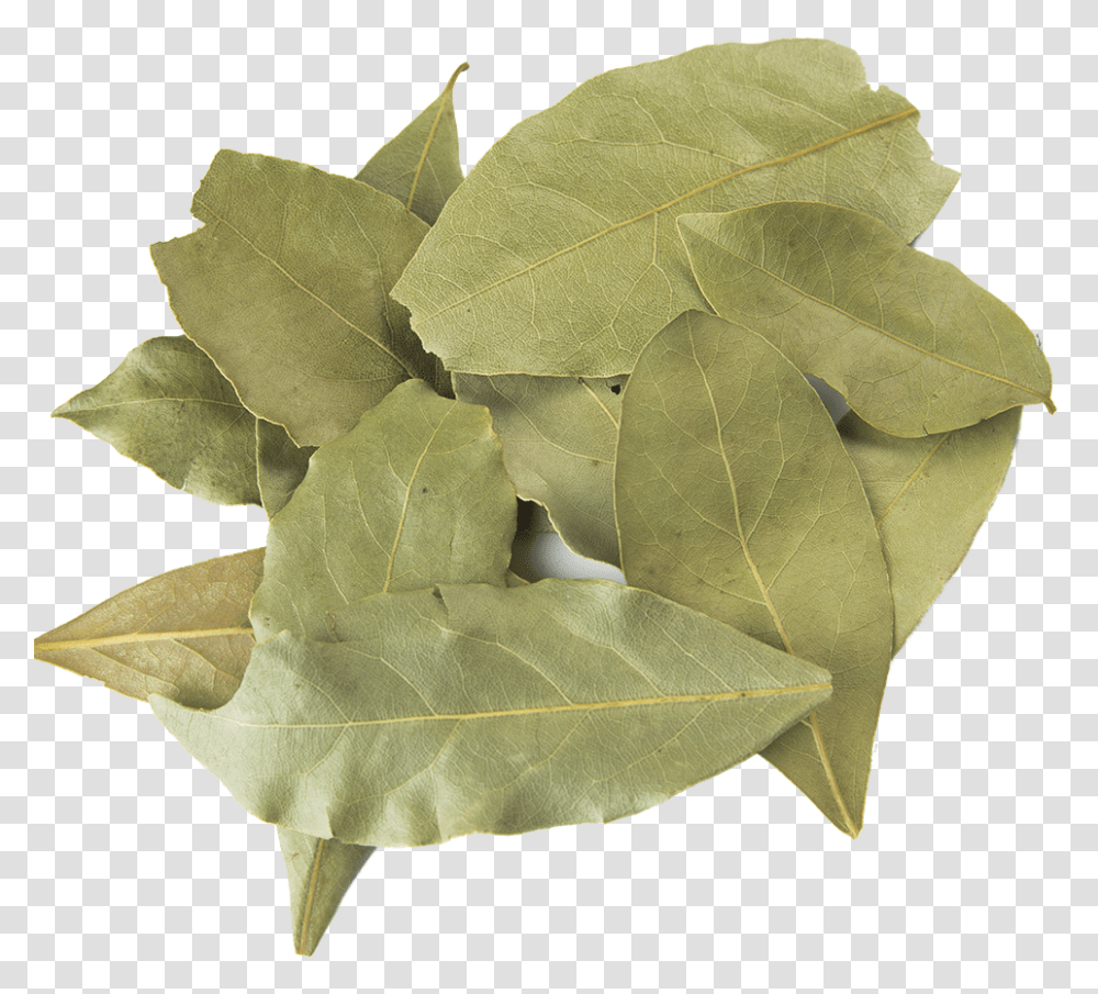 Bay Leaf Pic Hd, Plant, Maple Leaf, Tree Transparent Png