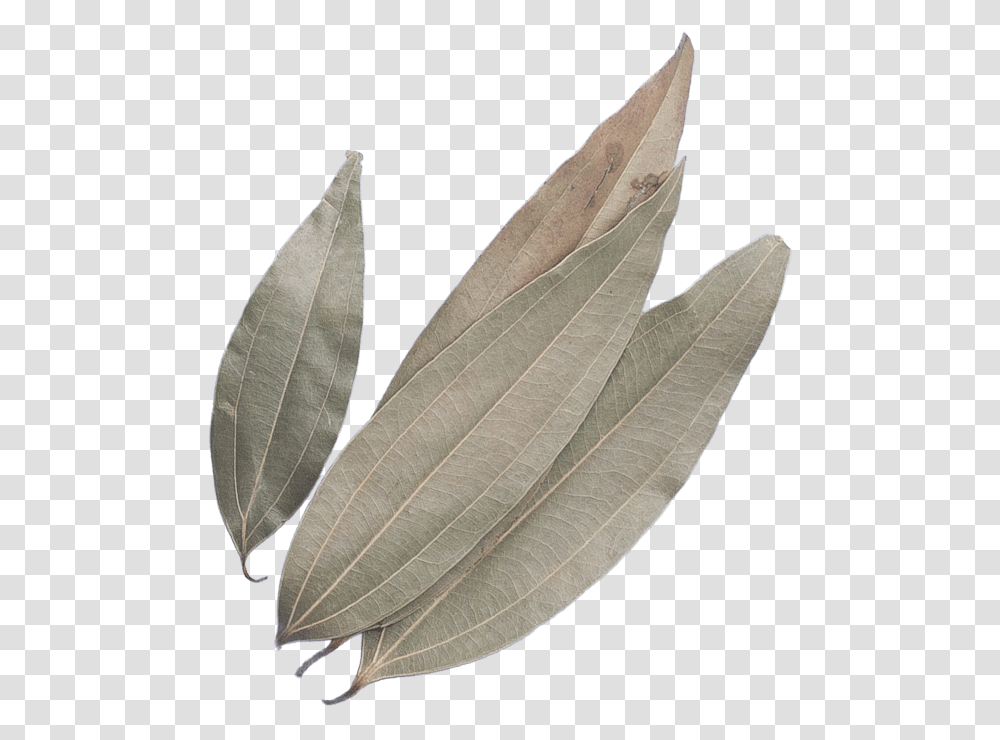 Bay Leaf, Plant, Veins, Annonaceae, Tree Transparent Png