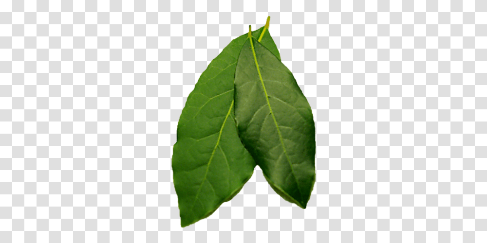 Bay Leaf, Plant, Veins Transparent Png